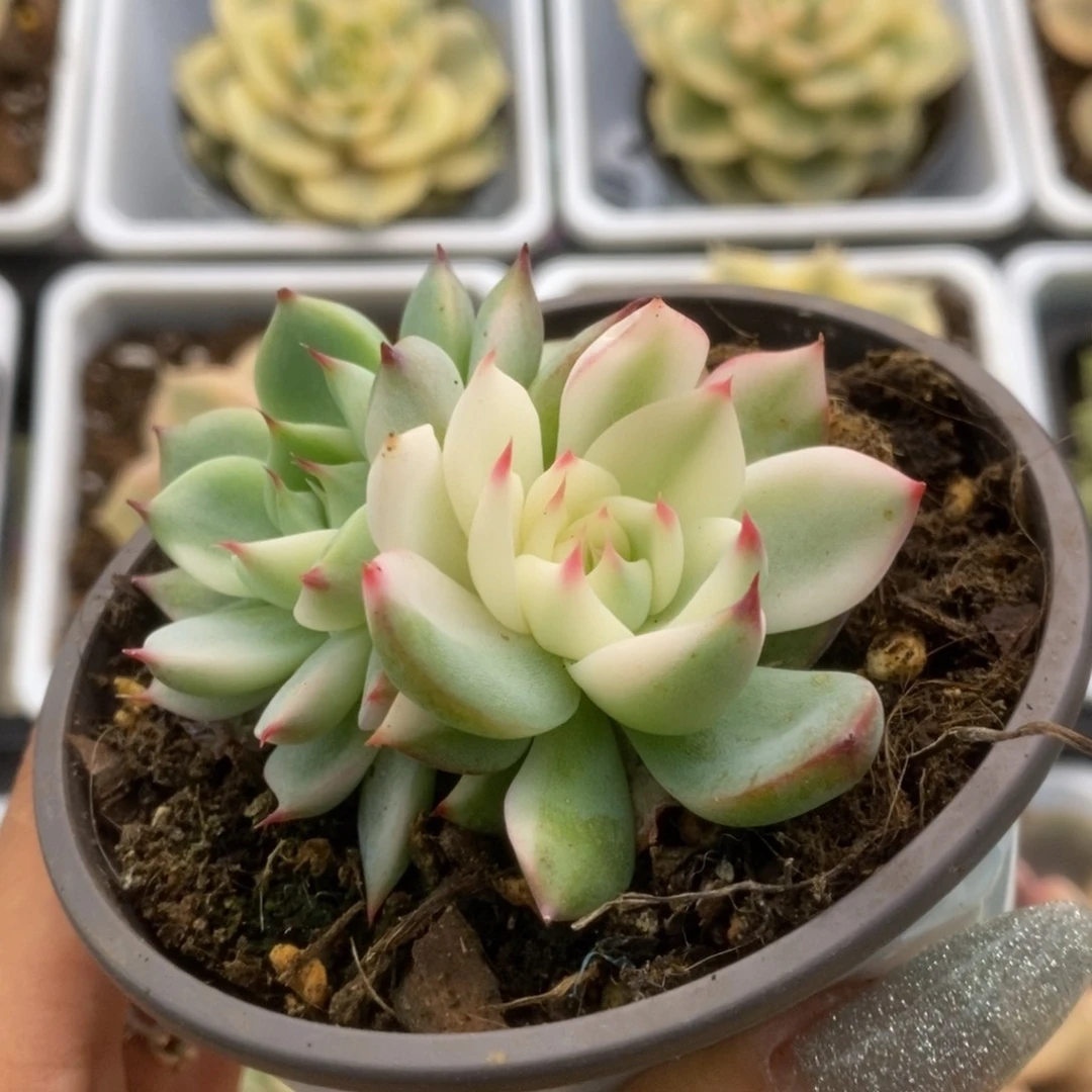 709锦锦锦锦锦锦锦