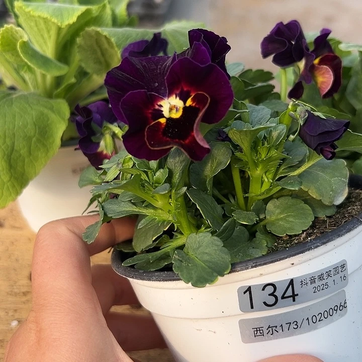 红陶抖音直播闪拍134