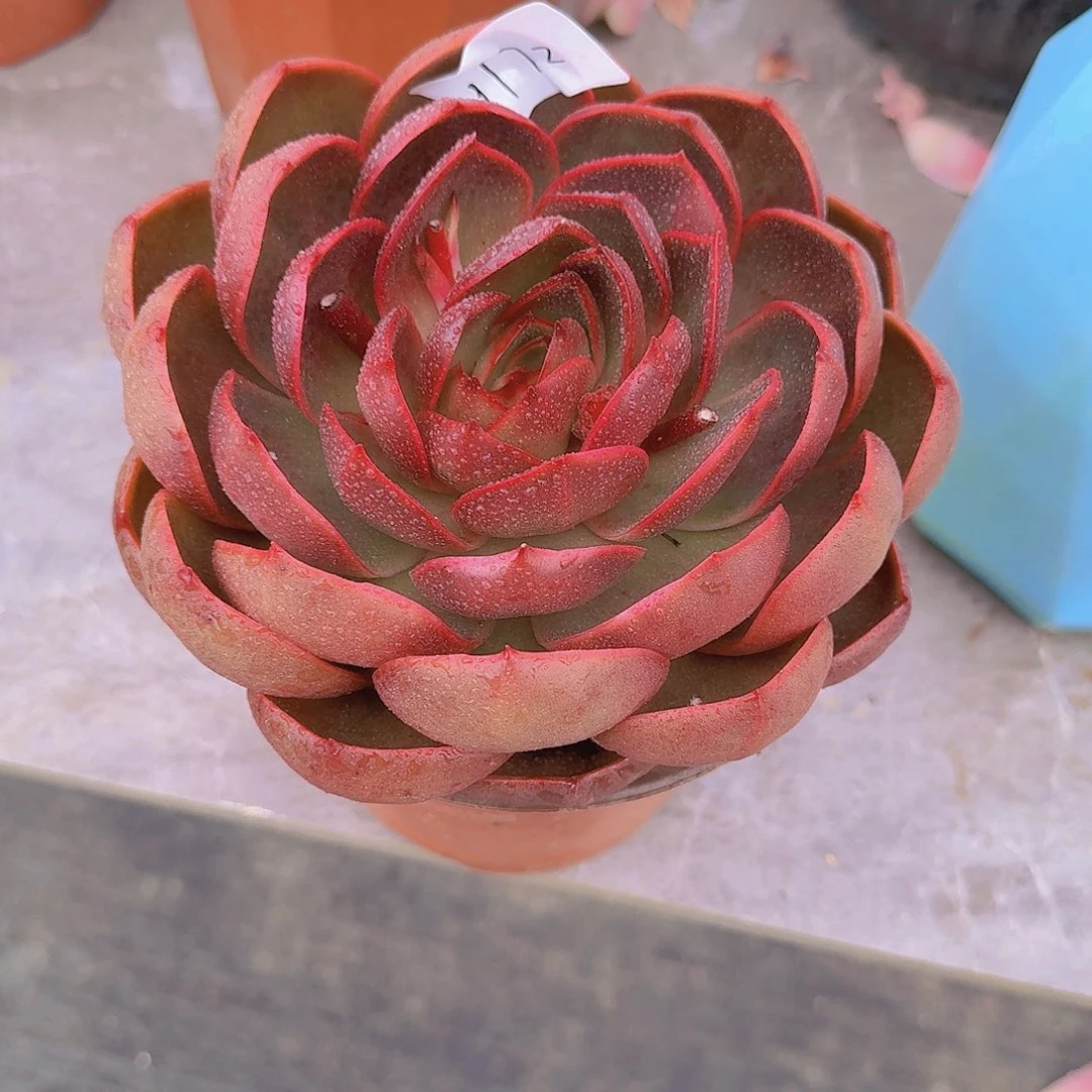 1772红灯多肉植物