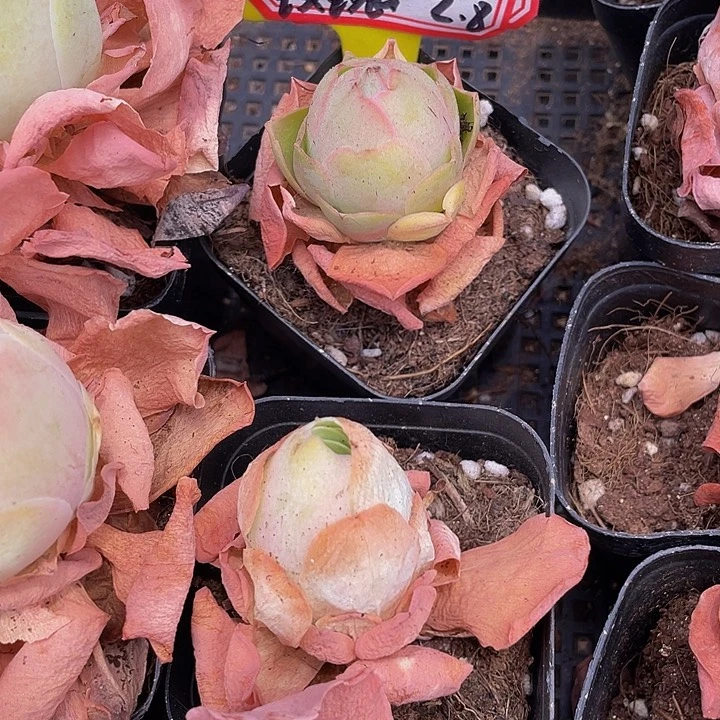 6.5方单头大怕玫瑰带盆