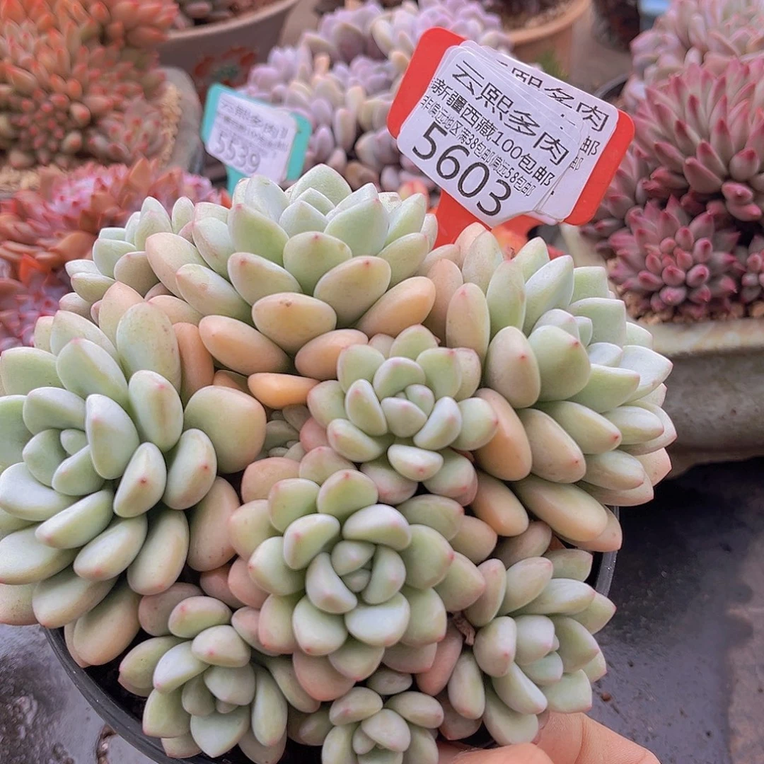 5603泡泡糖多肉植物