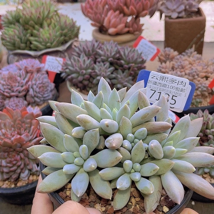 7135哥特萝莉。