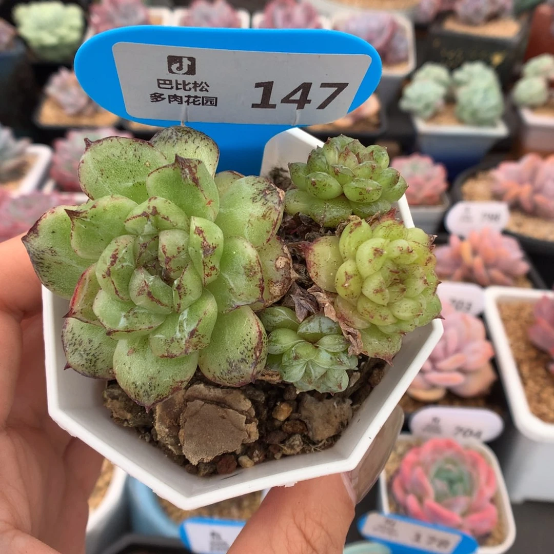 147赤水晶多肉植物