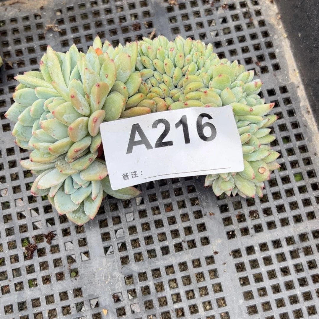 抹**姐216微瑕不退换不售后