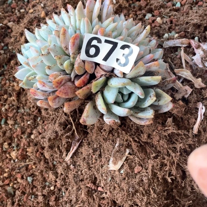 o*琳多肉植物一物一拍