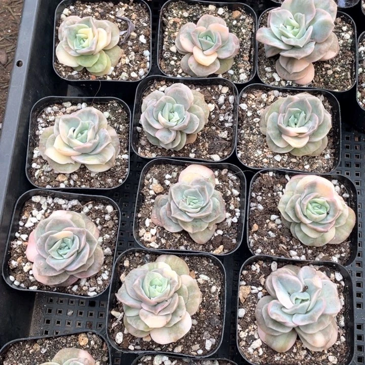 可爱玫瑰锦9.9一盆