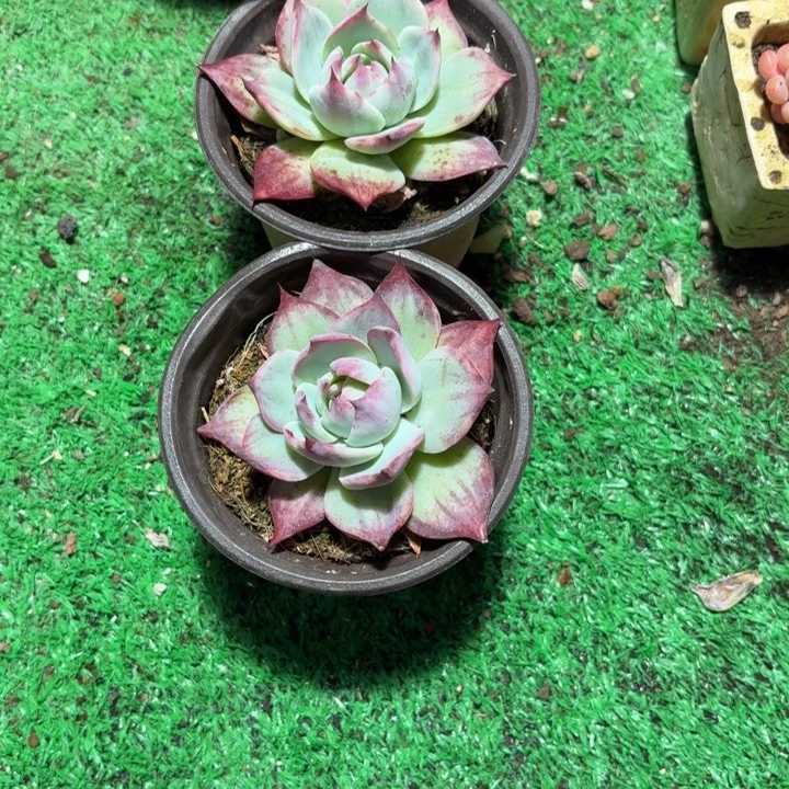 19号2颗小外翻惊鸿