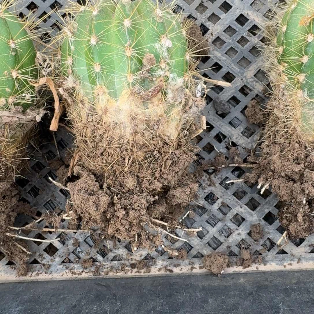 214毛花柱根脱土发货斑20包邮