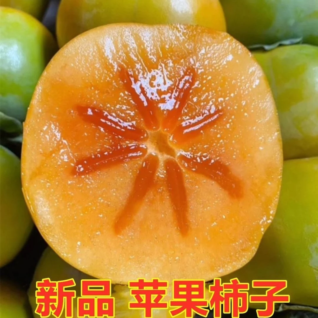 新品种嫁接柿子树苗特大苹果柿子树苗果树苗当年结果北方种植盆栽