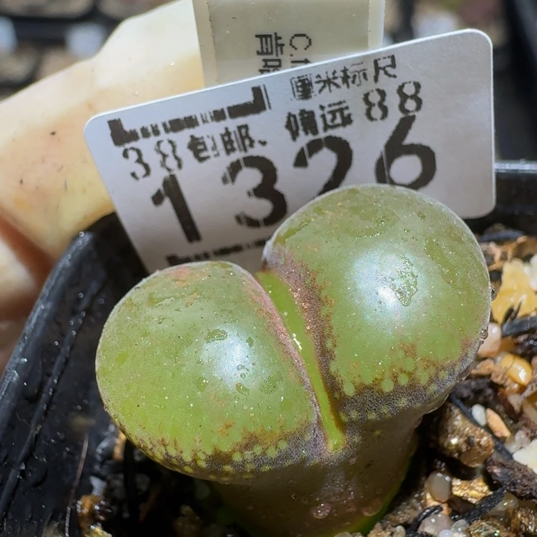 Zzzz生石花肉锥1326