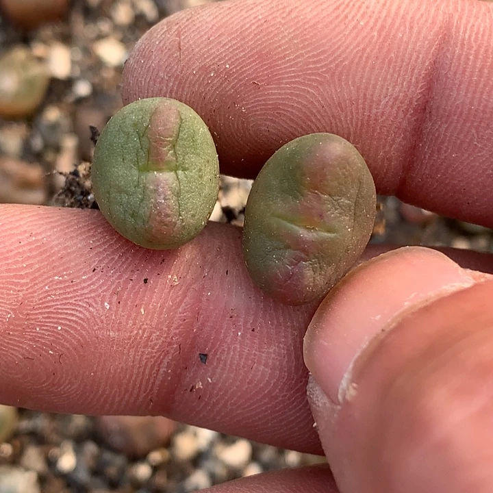 精品多肉少将杂交2颗