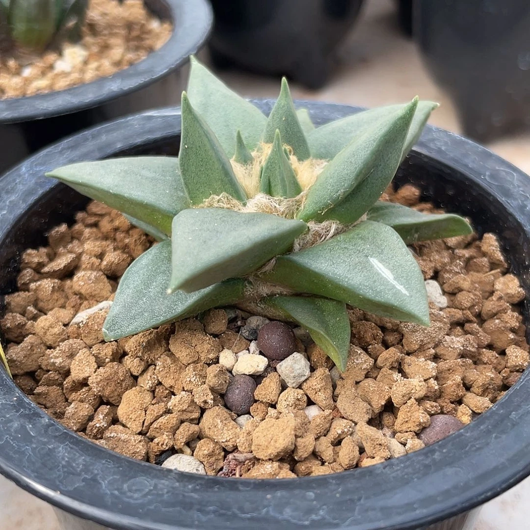 8cm实生龙牙牡丹一口价