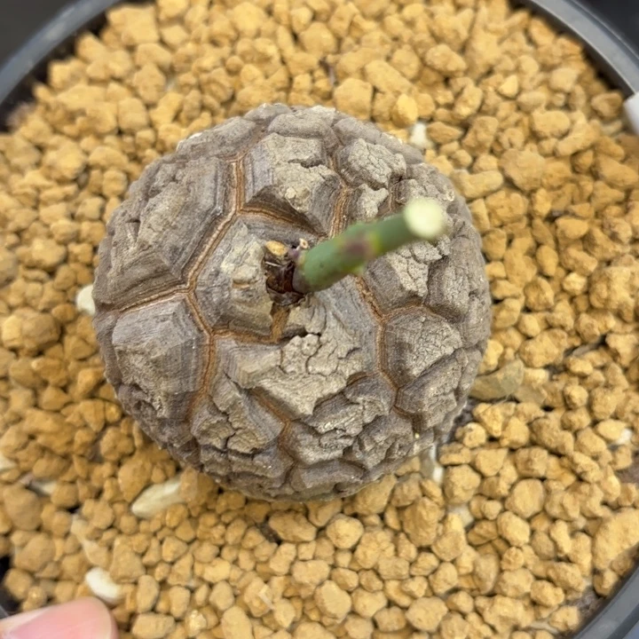 049号龟甲龙带盆包邮尺寸6