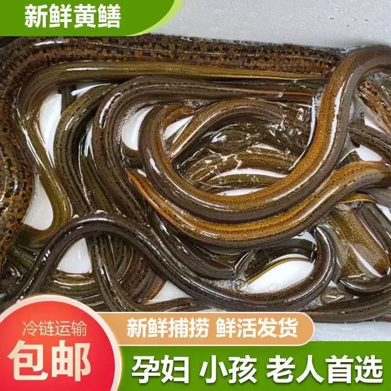 【山百万老唐】农家稻田土黄鳝顺丰包邮