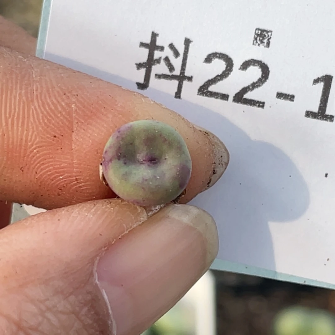 22-13嘴se多肉植物