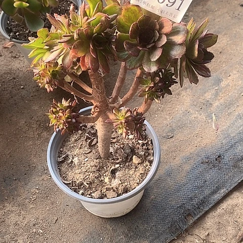 1091红丝绒多肉母本处理不售后