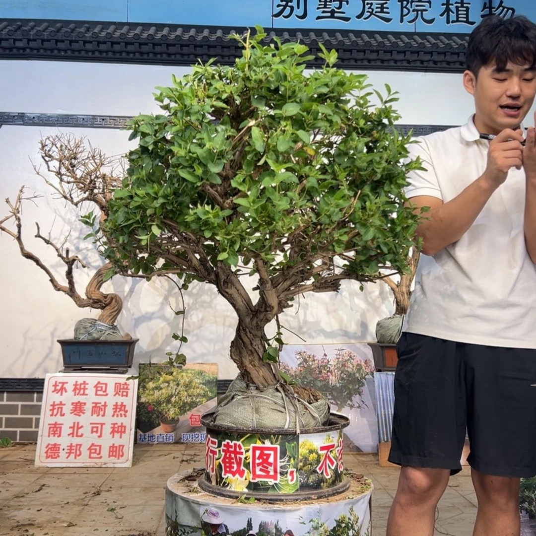 无花朵金银花55826875