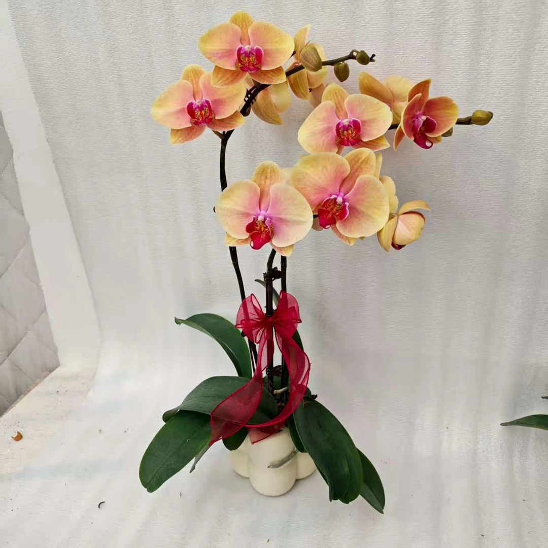 鲜花【福袋】蝴蝶兰室内种植观赏送礼带花发货