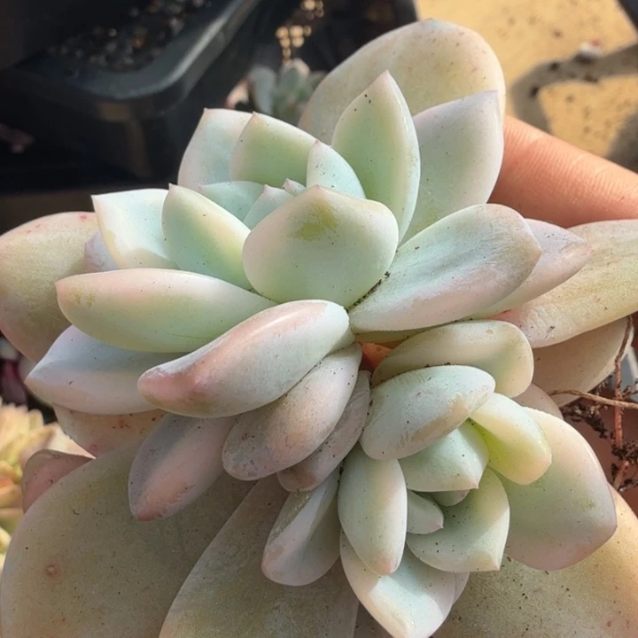 橙梦露锦腹轮锦底座