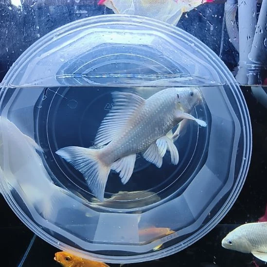 蝴蝶鲤鱼圆头顺背蝴蝶鲤满鳍有张力