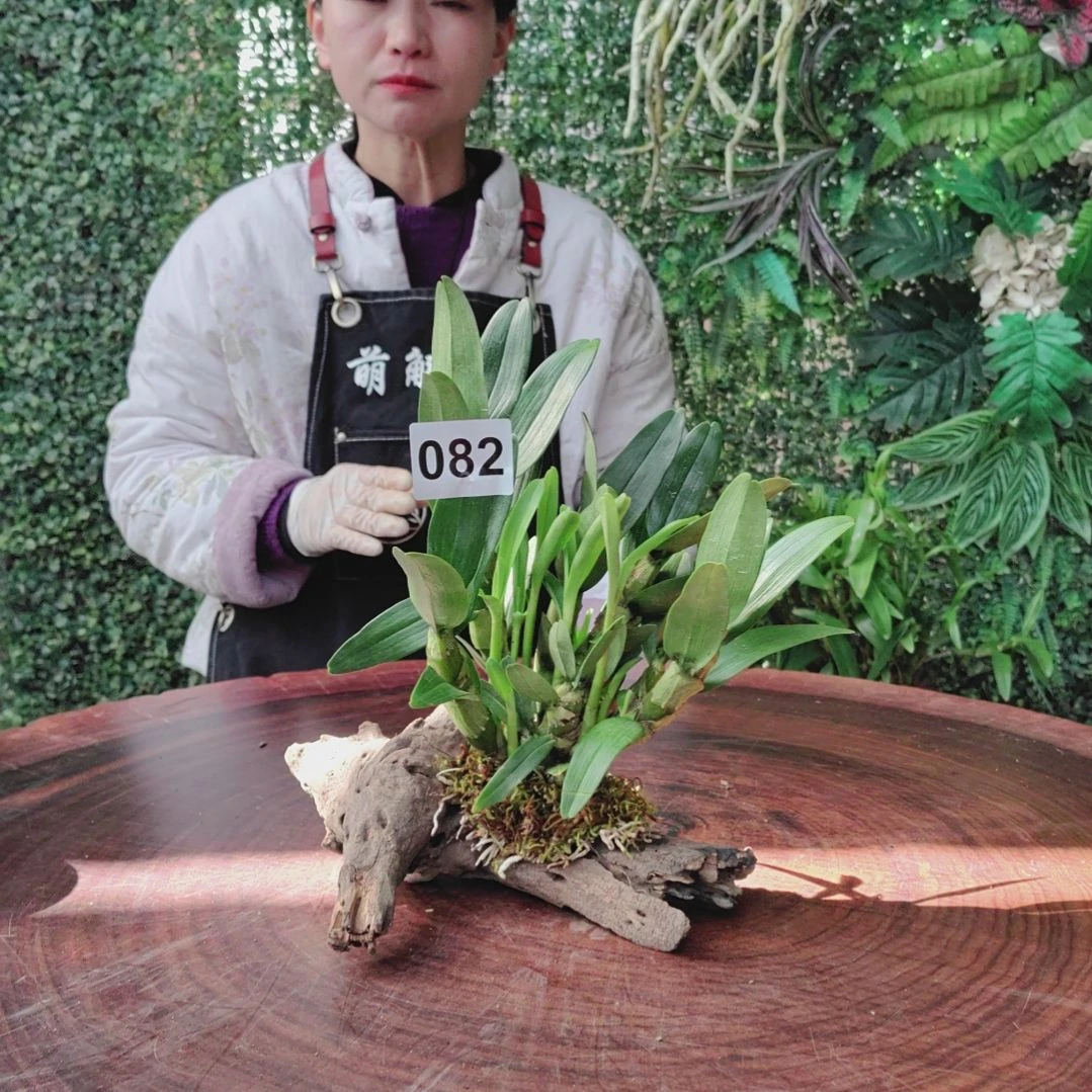 082金钗花卉植物花卉