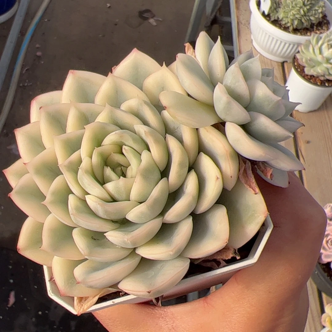 537 多肉植物组合盆栽