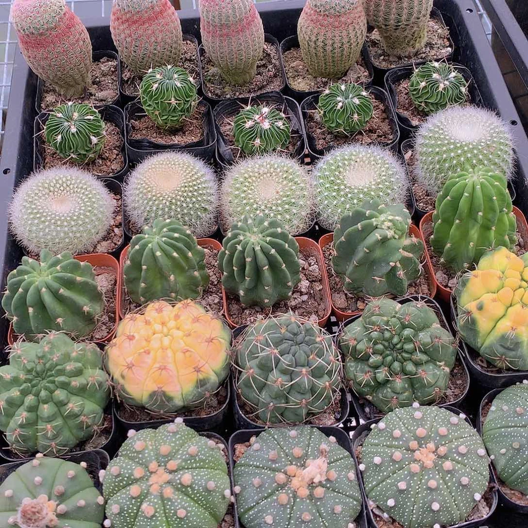 6颗球35678999900000