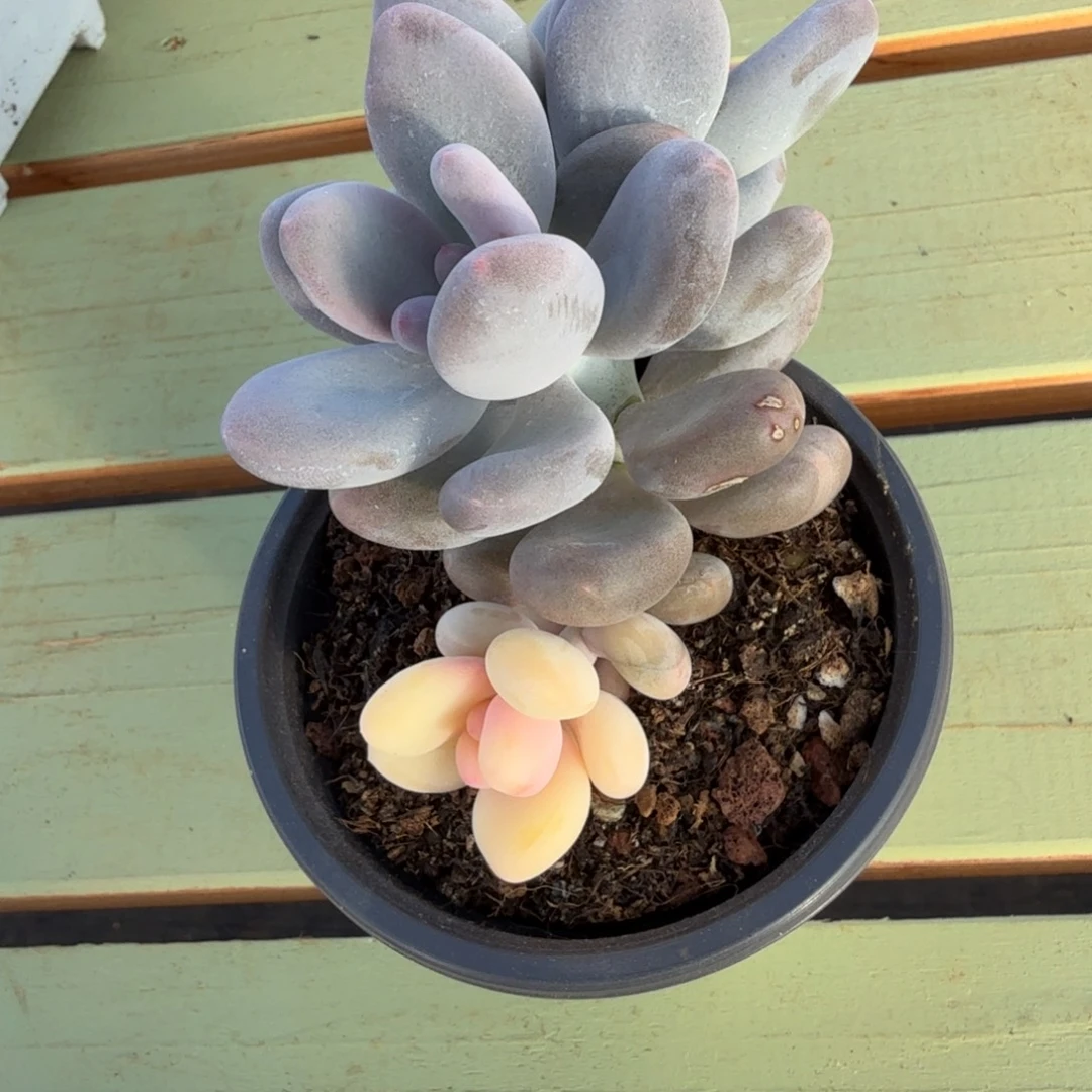 晨***悟奶酪锦锦上园艺一物一拍