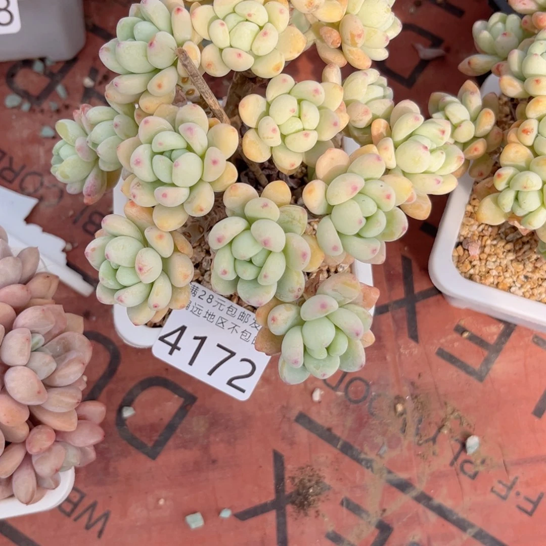 般*大4172、ch v b n n