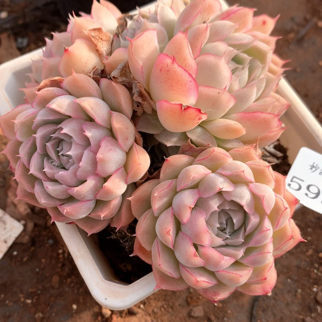 释*5933杂交多肉植物基地