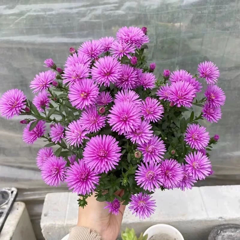 粉色重瓣紫菀盆栽耐热耐寒多年生适合阳台庭院四季开花花卉