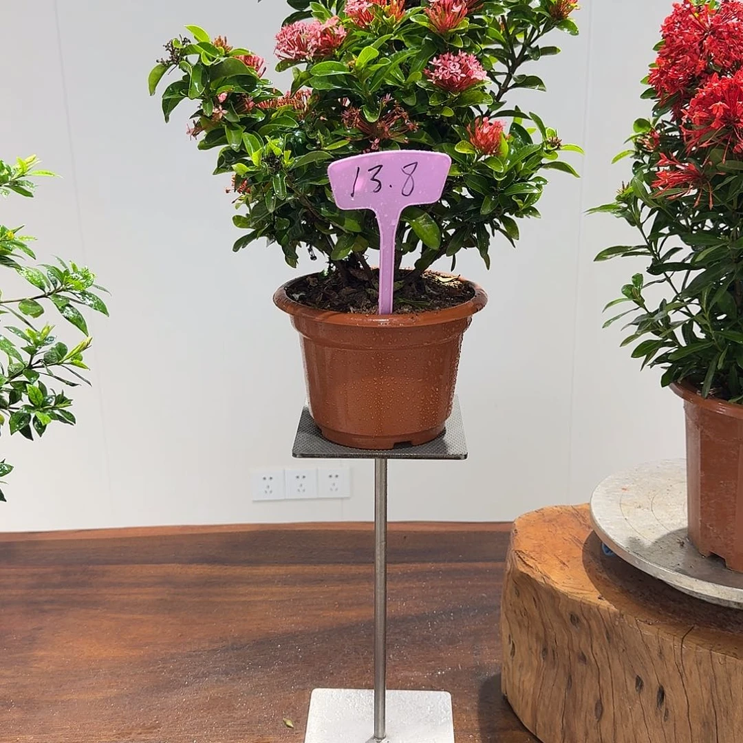 *****全部花朵泰国龙船花（粉色/基地盆）
