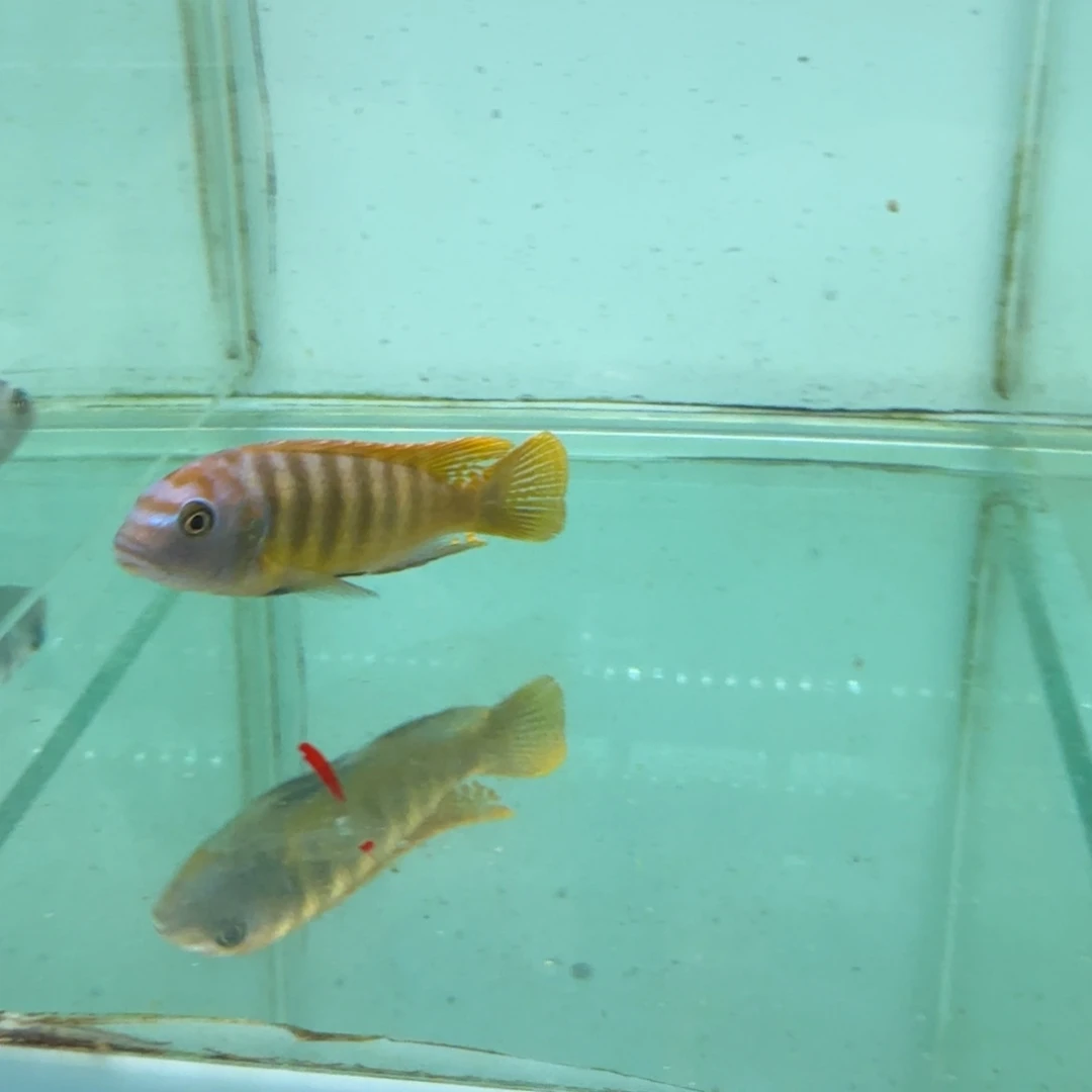 慈鲷BB斑马1032。