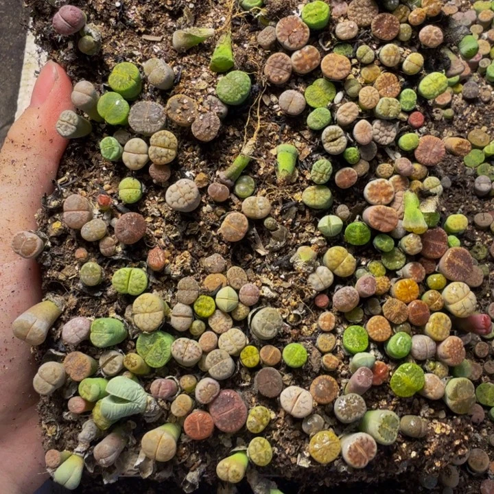 沧***流多肉植物的生长发育20