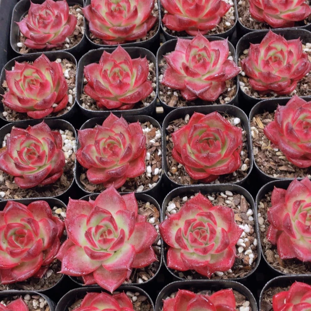 量拍33号 全状态卡宴单头两个