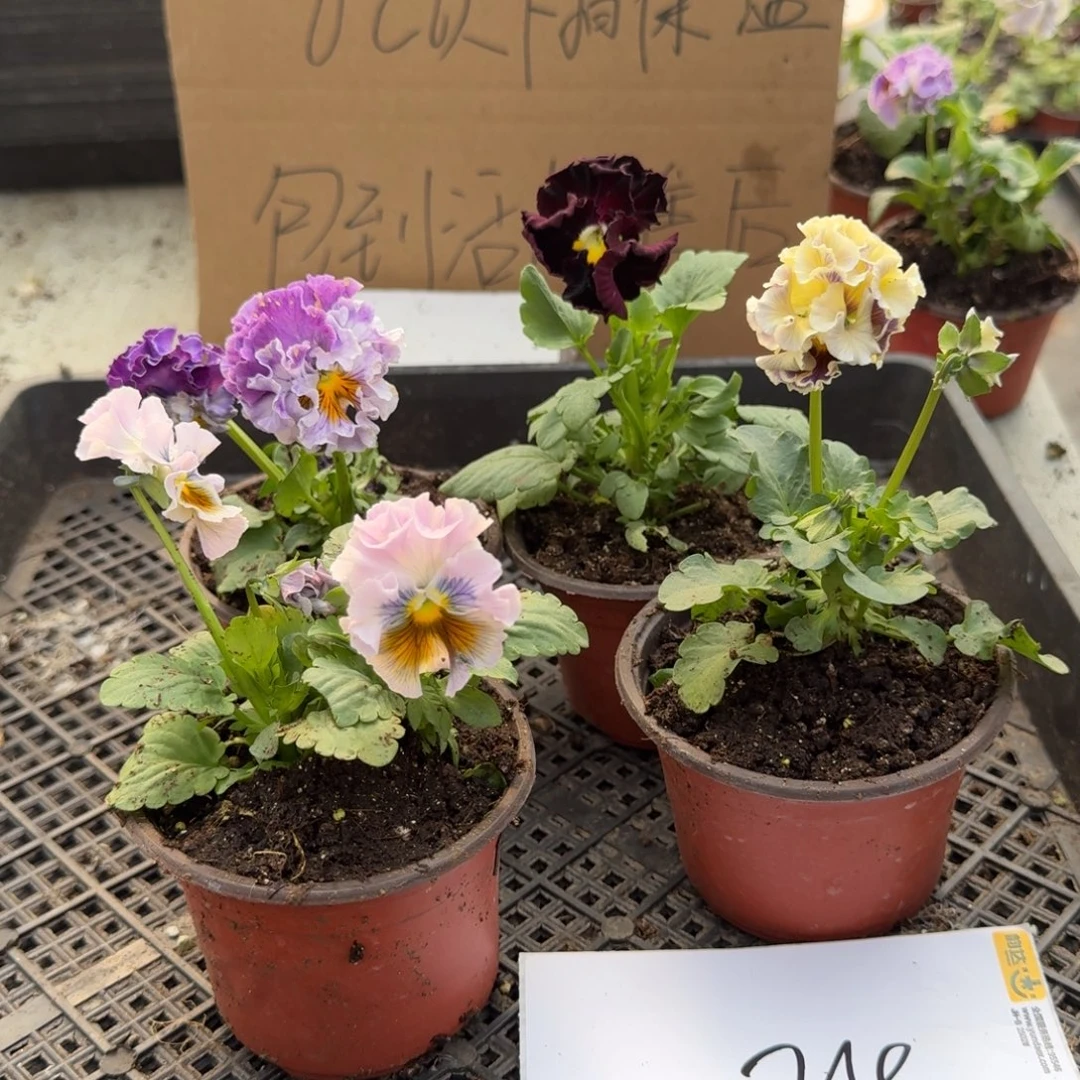 大部分花苞少量开放24