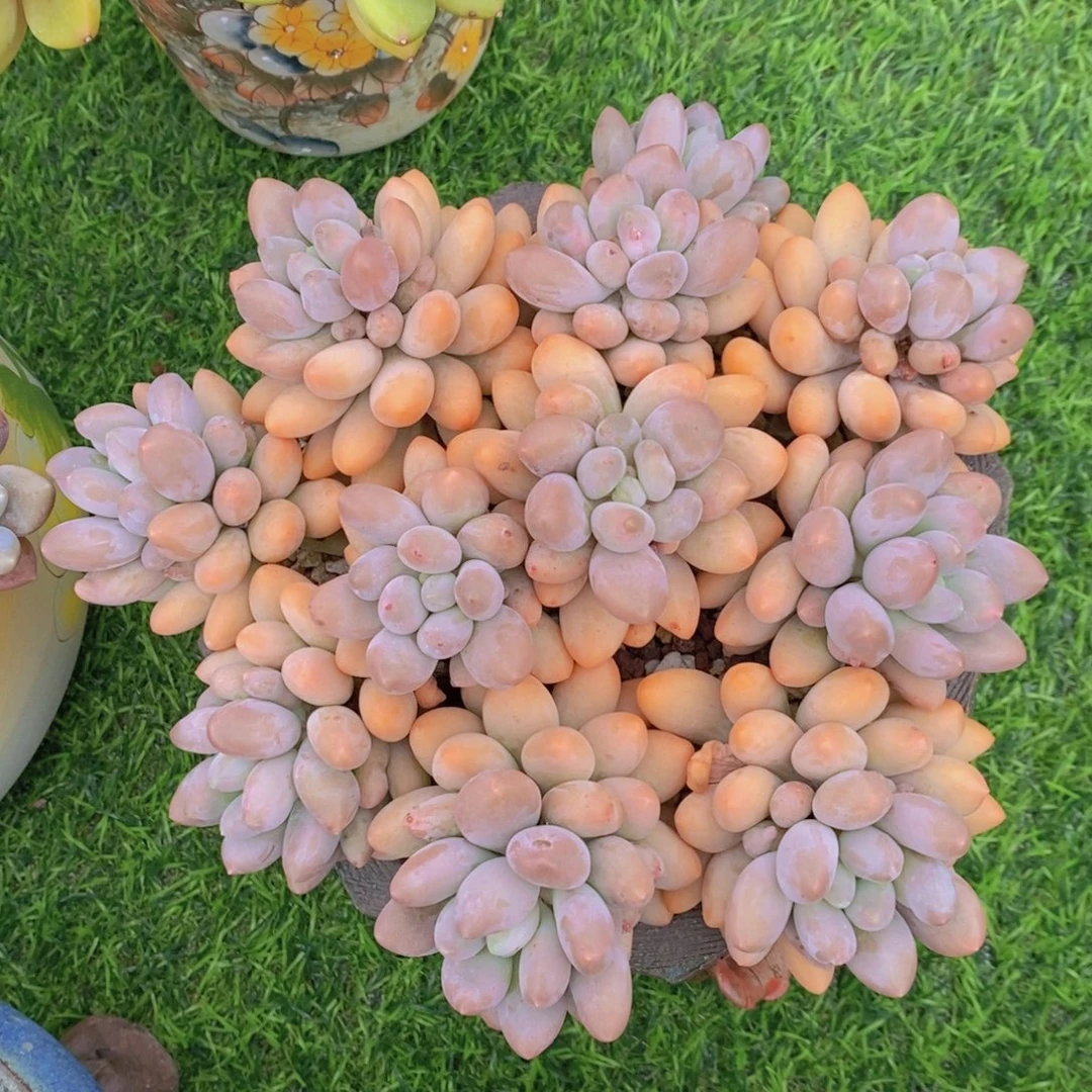 刺***1粉恋 一物一拍。