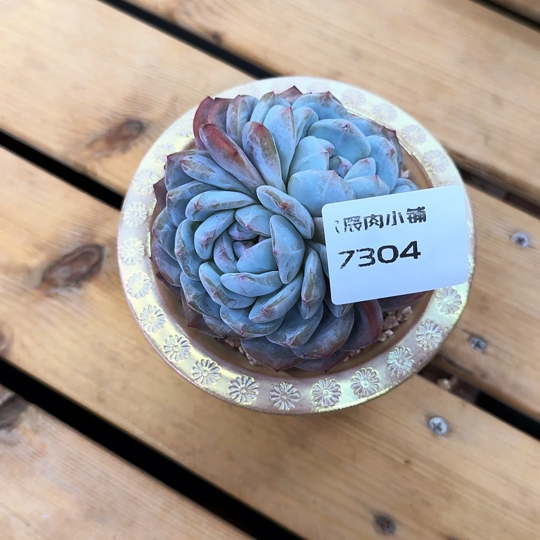 多肉植物橙梦露双心7304