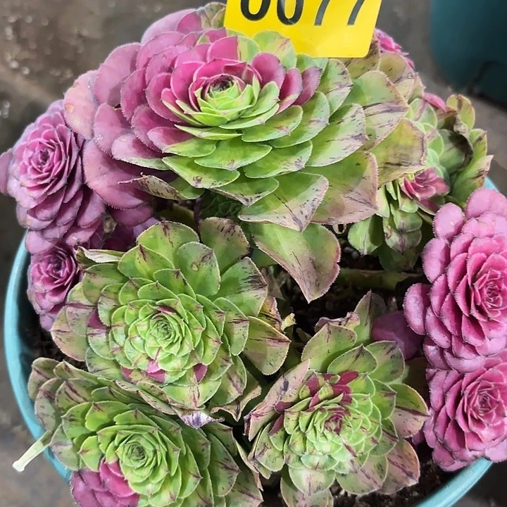 多肉植物福利来 077