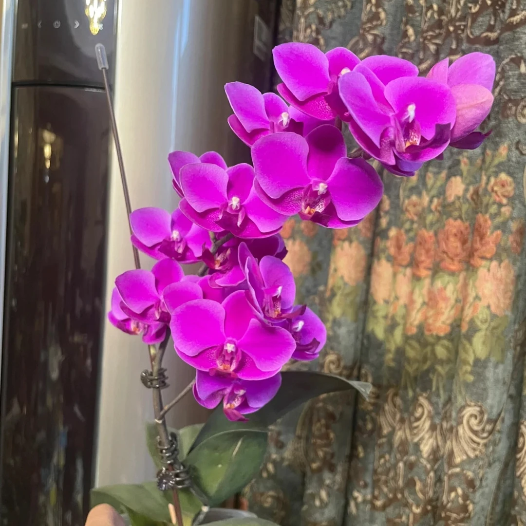 【满天红插角】3.0寸 带花带花苞