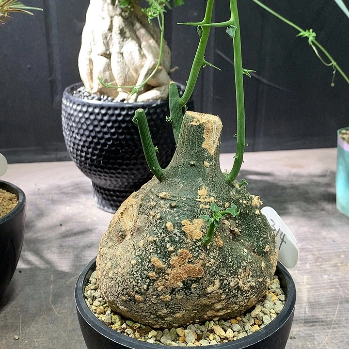 314球腺蔓哈哈哈哈哈