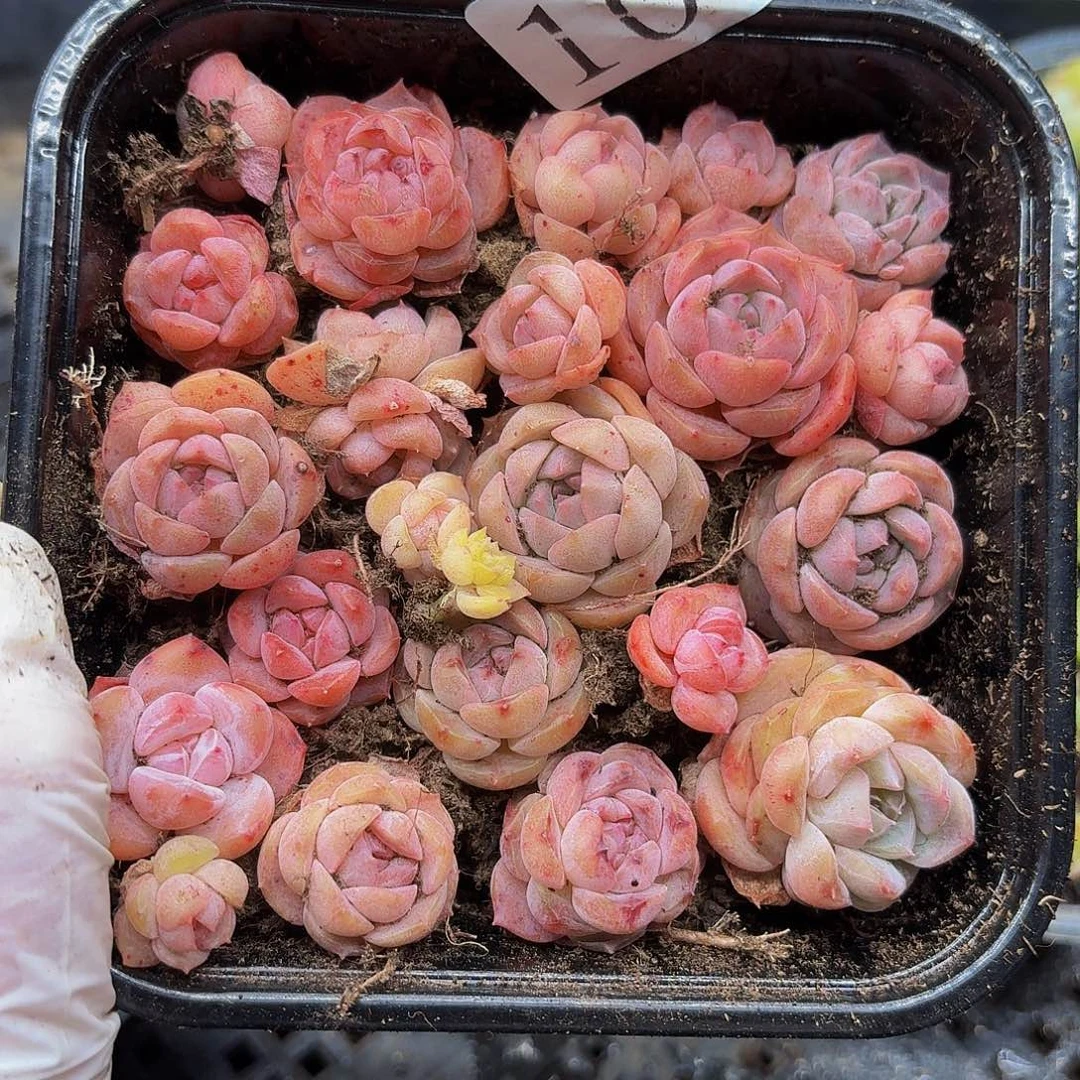 多肉植物多肉植物101