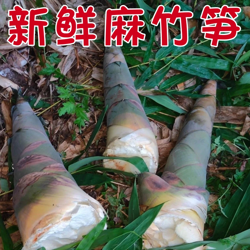 竹笋新鲜当季麻竹笋10斤大袋竹笋竹笋新鲜嫩笋尖带壳鲜笋大头苦笋