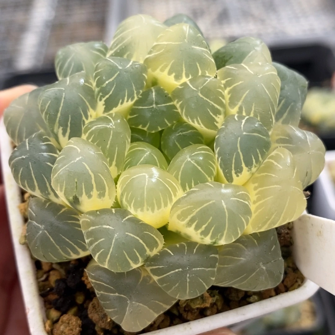 57糊斑湖水玉露锦一物一拍