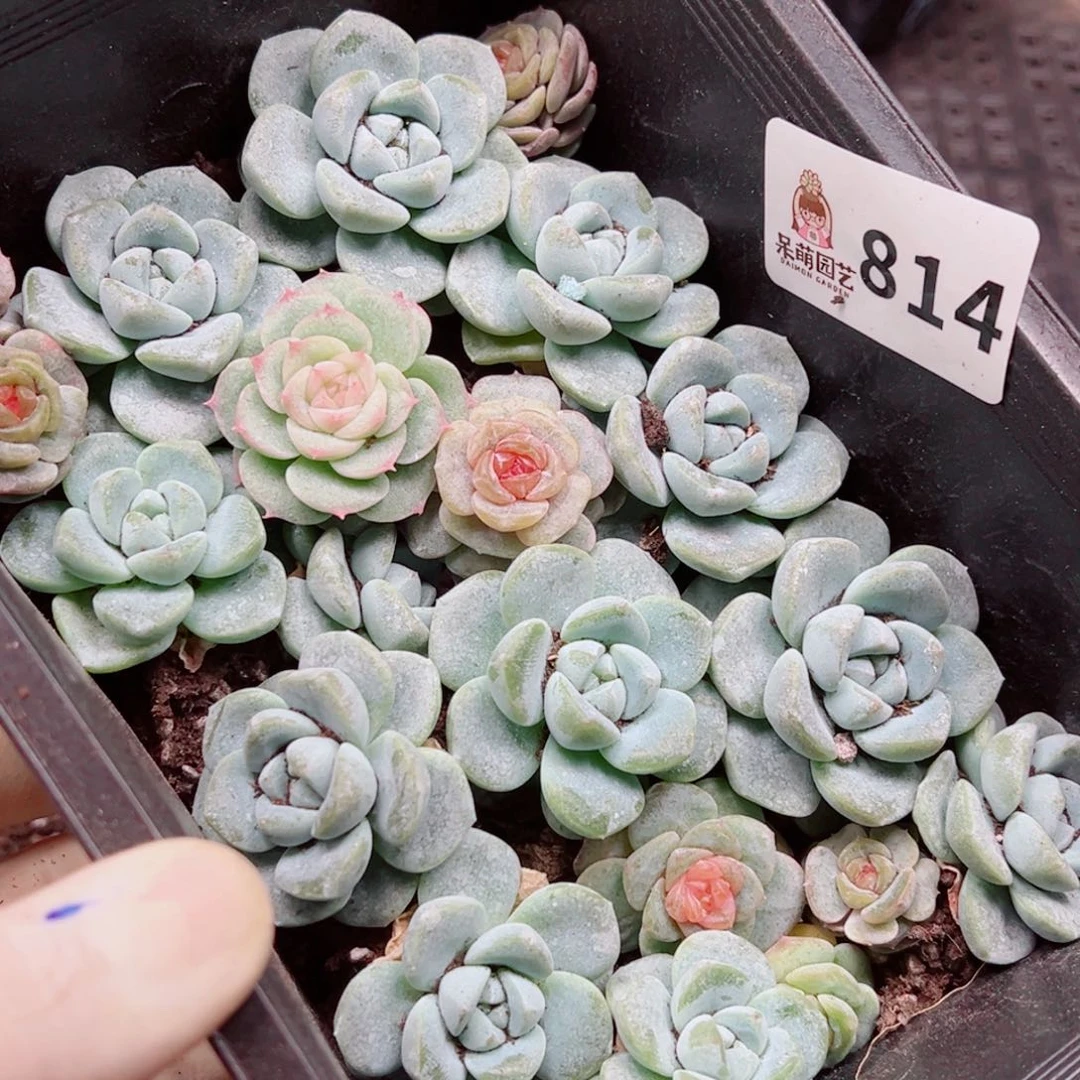 用***3多肉植物多肉植物