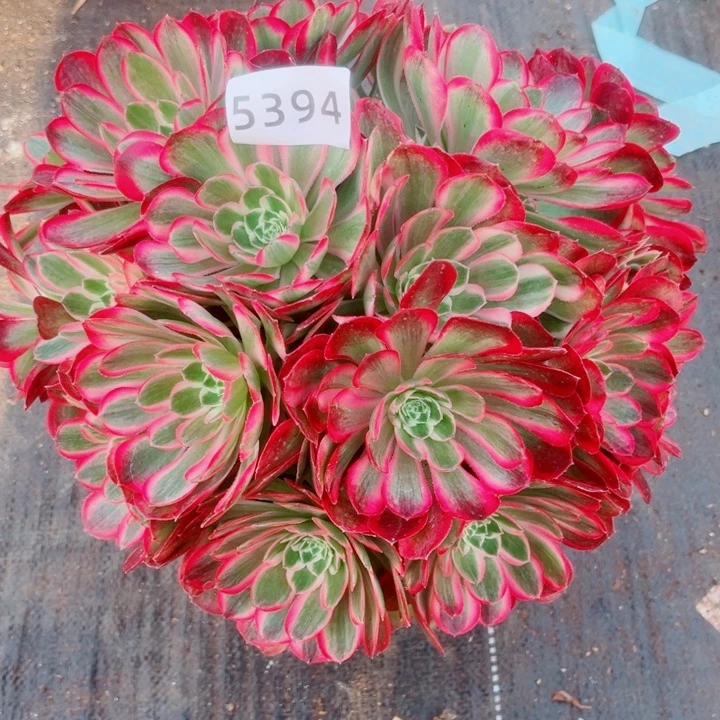 大孔雀翎特价多肉发货