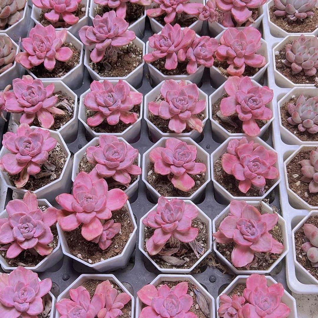 彩虹糖锦19包邮多肉植物
