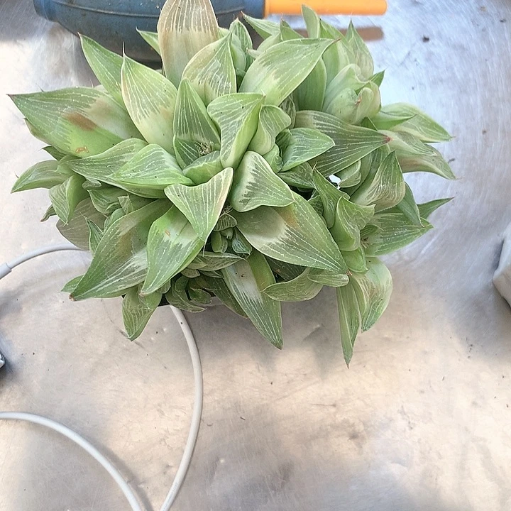 帝王寿锦一物一拍