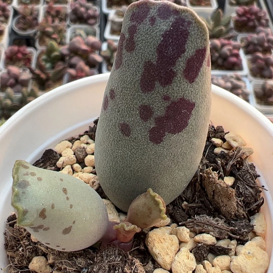 奶牛斑海豹多肉植物水泡