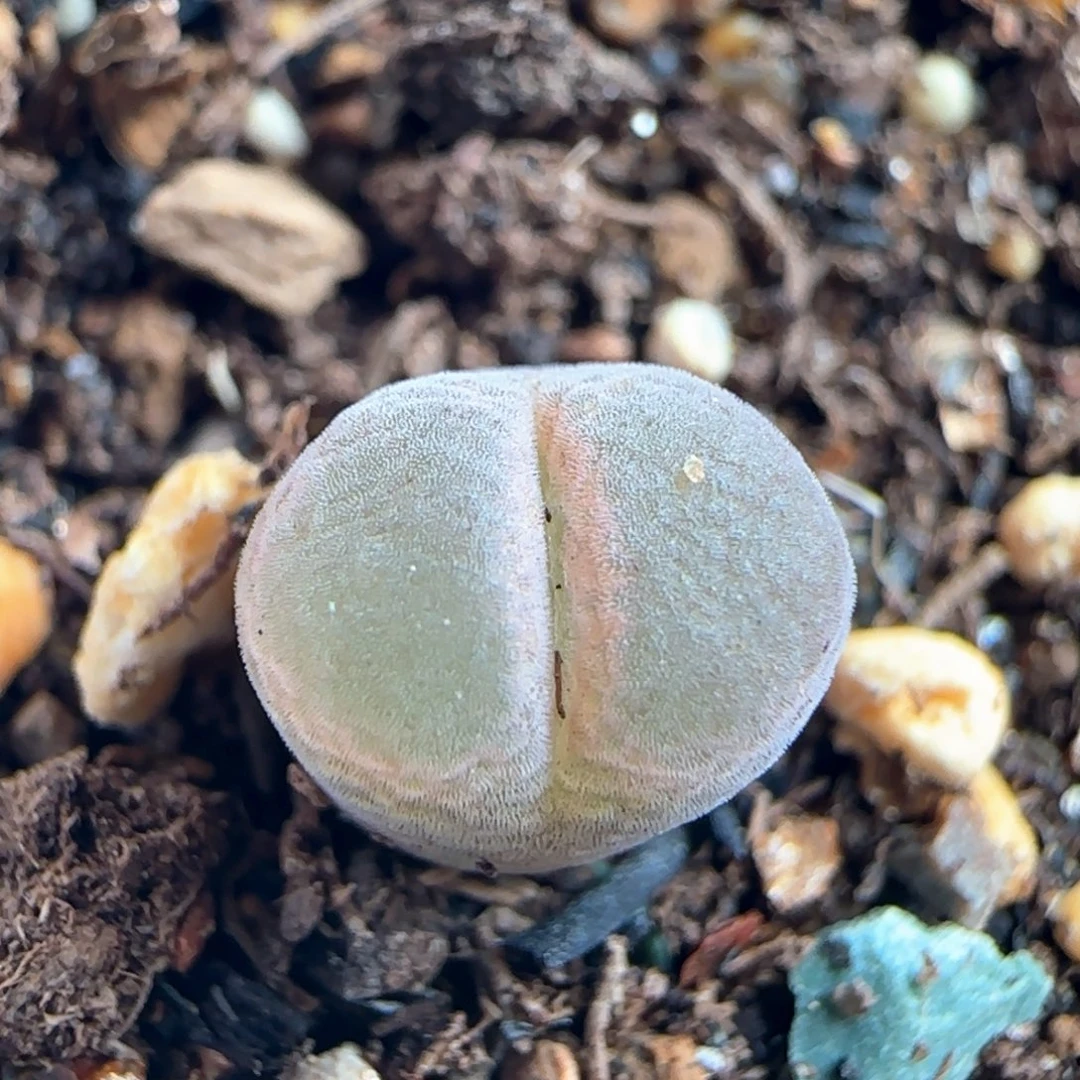 0092/小粉女/三年/